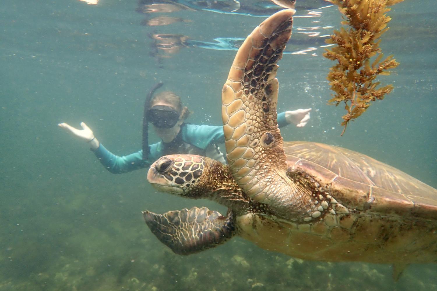 一名<a href='http://movkc.7xyi.com'>博彩网址大全</a>学生在Galápagos群岛游学途中与一只巨龟游泳.